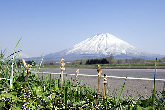 山,木贼属植物