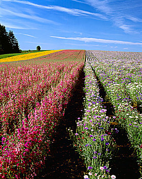 农业,商业,花种,地点,燕草属植物,左边,矢车菊