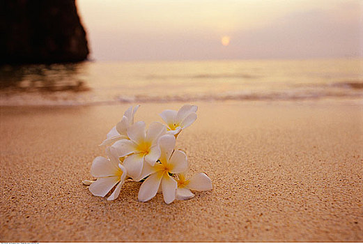 白色,鸡蛋花,海滩
