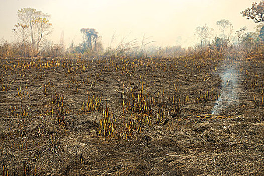 烧,树林,灌丛火灾,燃烧,国家公园,尼泊尔,亚洲