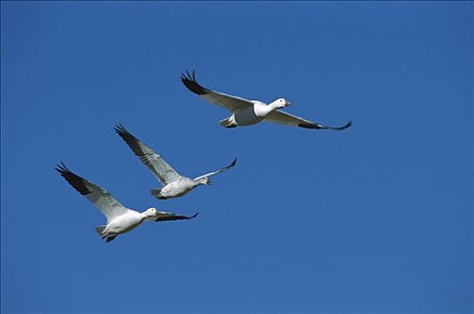 雪雁,三个,飞,迁徙,博斯克德尔阿帕奇,新墨西哥