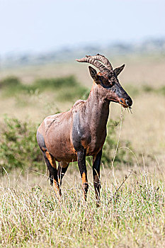 羚羊,转角牛羚,马赛马拉,肯尼亚,非洲