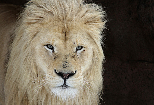 雄性白狮子图片图片