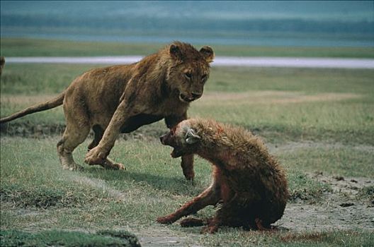 非洲狮,狮子,雌性,攻击,受伤,斑鬣狗,塞伦盖蒂国家公园,坦桑尼亚