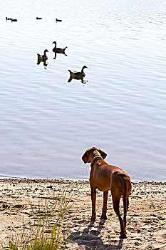 狗,看,野生,鹅,哈弗尔河,岸边