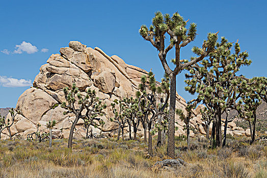 约书亚树,短叶丝兰,正面,荒芜,石头,国家公园,加利福尼亚,美国,北美