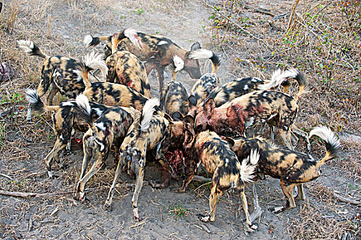 非洲野狗,非洲野犬属,疣猪,北方,博茨瓦纳