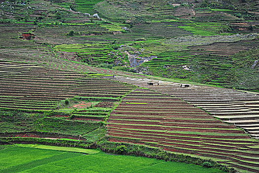 madagascar,ambalavao,spectacular,green,ricefield,in,rainy,season