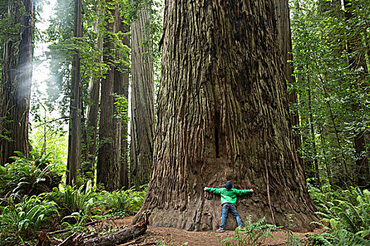 男孩,树干,红杉,国家公园,加利福尼亚,美国
