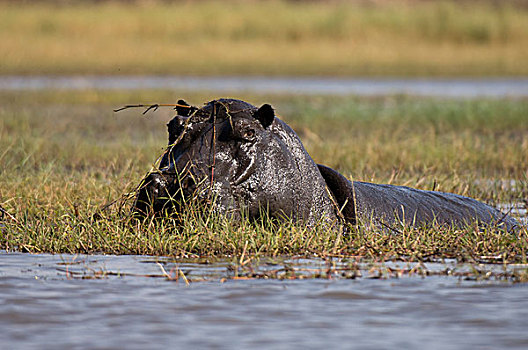 河马,卡富埃国家公园,赞比亚,非洲