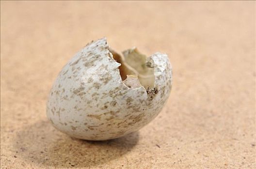 蛋壳,孵化,山雀科