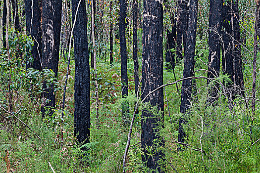 桉树,树林,恢复,再生,火,澳大利亚,长,干旱,浩大,野火,维多利亚