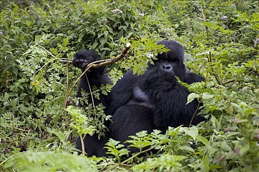 山地大猩猩,大猩猩,大,银背大猩猩,植被,濒危,国家,卢旺达