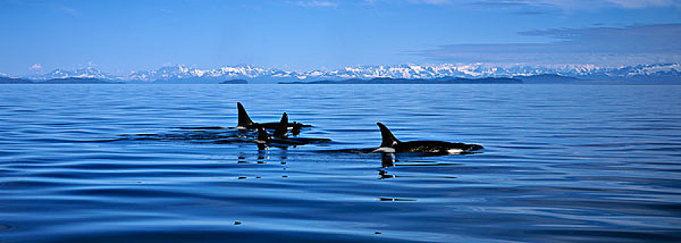 逆戟鲸,群,平面,威廉王子湾,阿拉斯加
