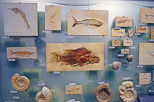多样,水下,动物,化石,自然历史博物馆,柏林,德国,欧洲
