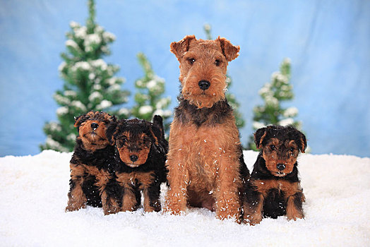 梗犬,女性,8周,小狗,坐,人造,雪,冬天
