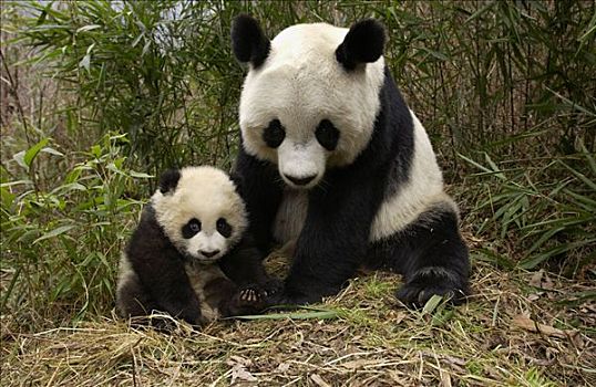 大熊猫,成年,竹林,中国,研究中心,卧龙自然保护区