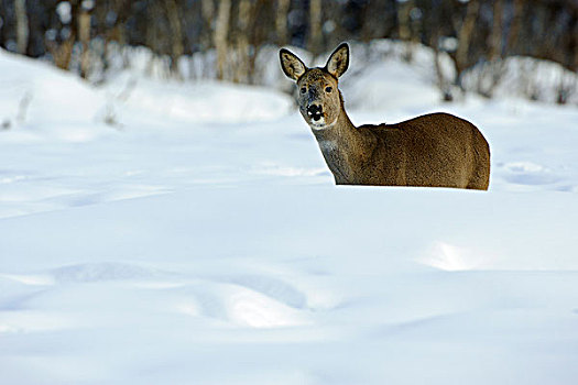 西方狍,狍属,母鹿,雪中,挪威
