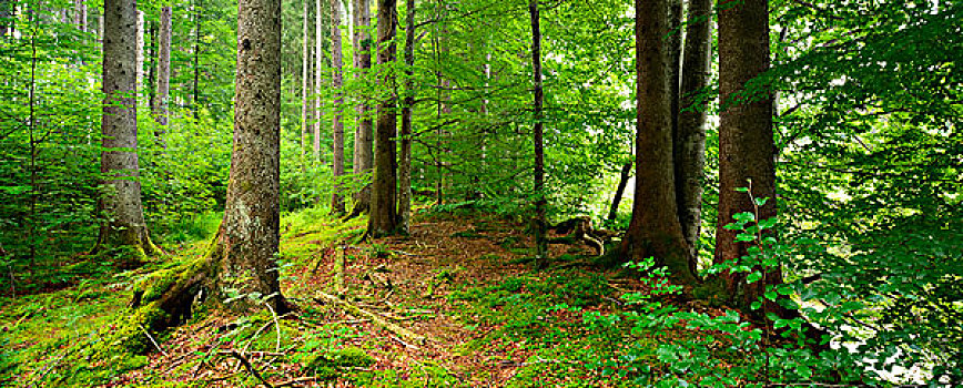 亲近自然,云杉,树林,阿尔卑斯山,巴伐利亚,德国