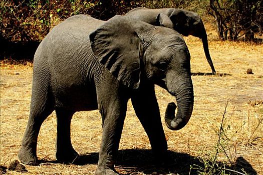非洲象,树林,乔贝国家公园,博茨瓦纳