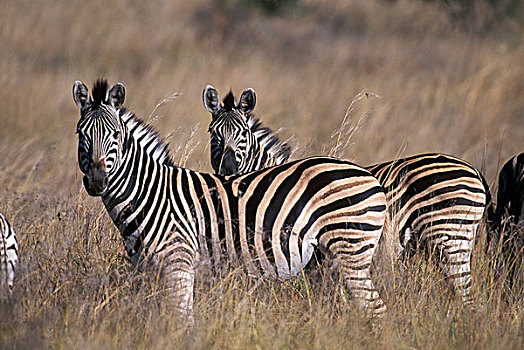 南非,禁猎区,牧群,平原斑马,斑马,草地,黎明