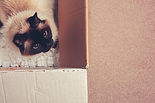 漂亮,猫,隐藏,纸箱