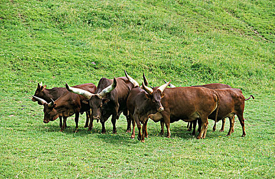 牛,牧群,站立,草,公牛,女性