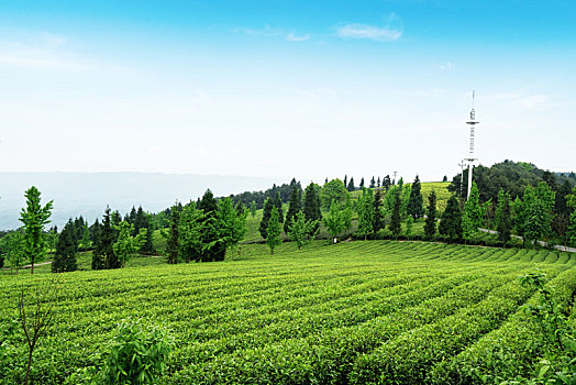 高山生态茶园