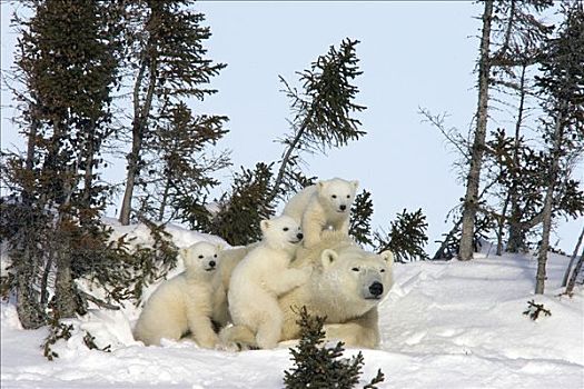 北极熊,三个,老,幼兽,母兽,休息,白云杉,脆弱,瓦普斯克国家公园,曼尼托巴,加拿大