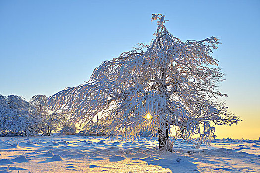 积雪,树,早晨,山,巴伐利亚,德国