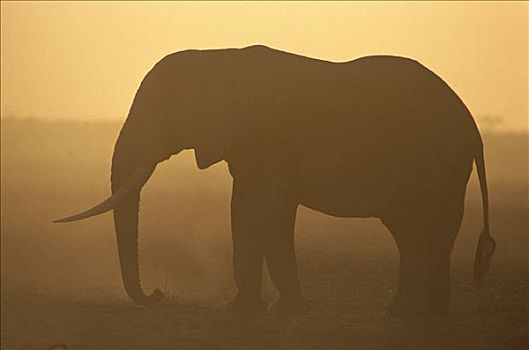 非洲象,剪影,日落,安伯塞利国家公园,肯尼亚
