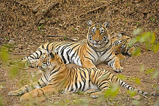 孟加拉,印度虎,虎,幼兽,拉贾斯坦邦,国家公园,印度,亚洲