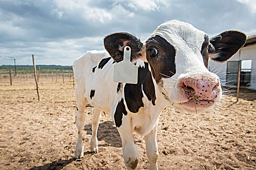 母牛,乳牛场,南非