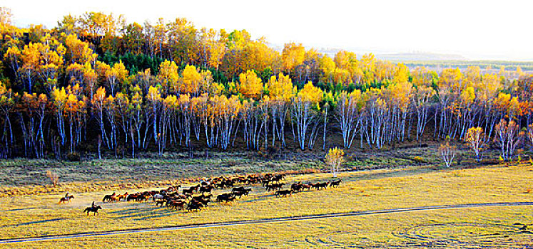 塞罕坝的秋天日出羊群和马儿