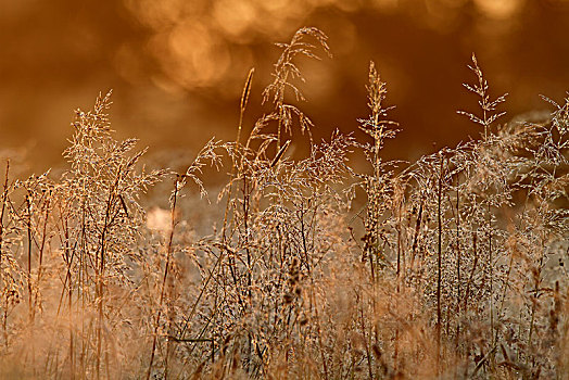 草,露珠,逆光,生物保护区,中间,萨克森安哈尔特,德国,欧洲