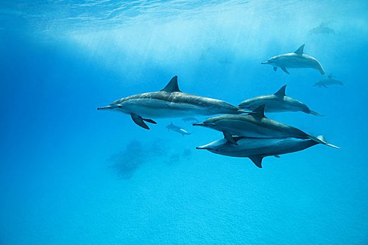 海豚,长吻原海豚,游动,上方,沙,仰视,红海,礁石,埃及,非洲