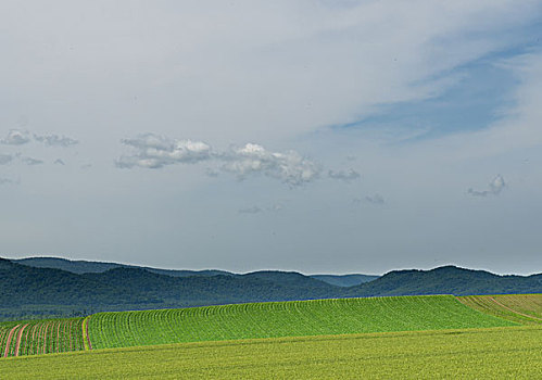 日本北海道美瑛