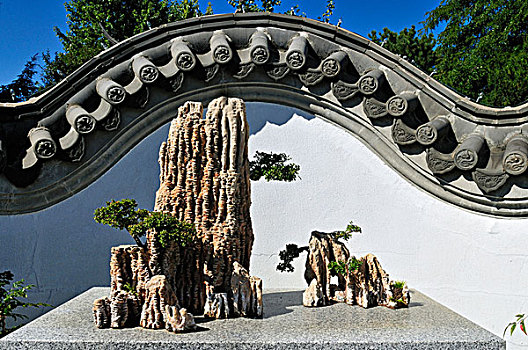 盆景,收集,中式花園,蒙特利爾,植物,花園,魁北克,加拿大,北美
