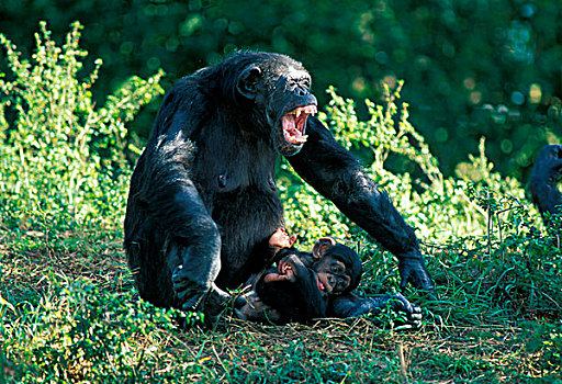 黑猩猩,年轻