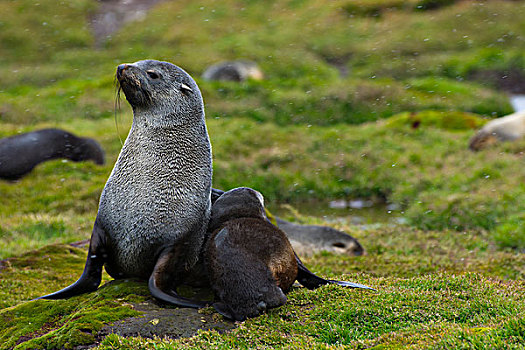 南乔治亚,南极软毛海豹,毛海狮,幼仔,靠近