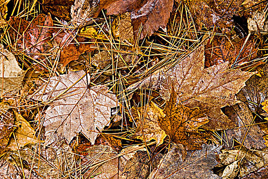 品种,秋叶,地上,安大略省,加拿大