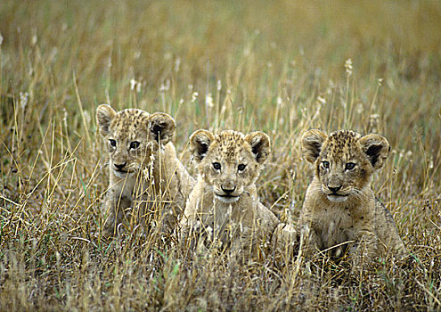 非洲,坦桑尼亚,三个,幼狮,坐,高草