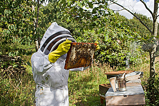 蜜蜂,养蜂人,检查,西部,意大利蜂,工蜂,框架,蜂窝,吸烟,背影,英格兰,英国,欧洲