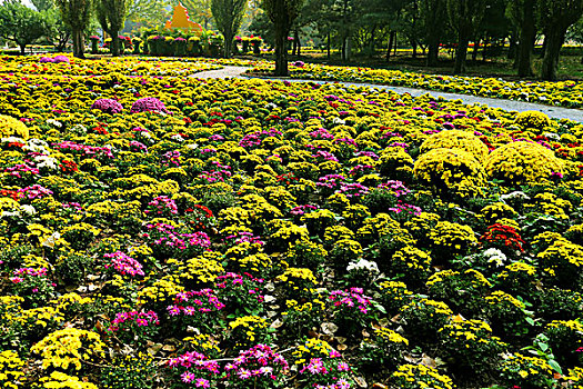 花坛,花卉