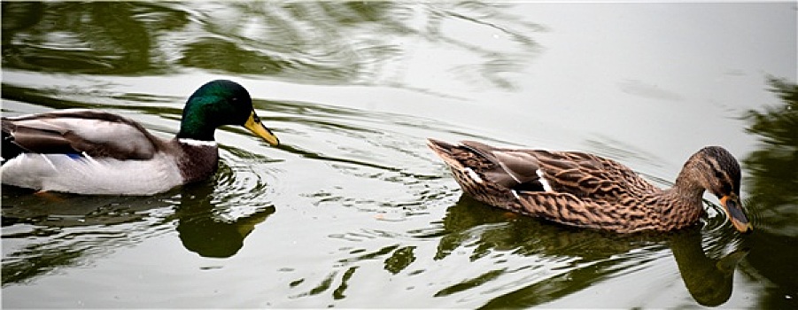 鸭子,水上