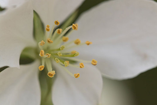 海棠花,白花