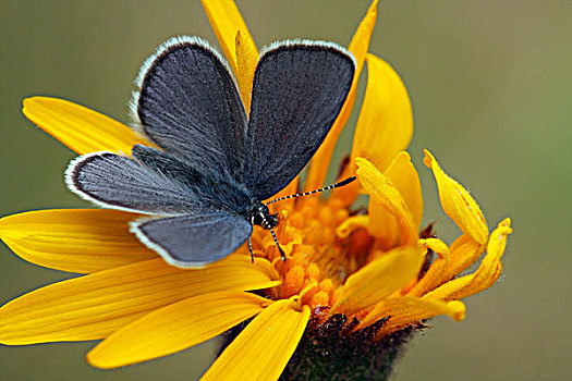 蝴蝶,上陶恩山国家公园,奥地利