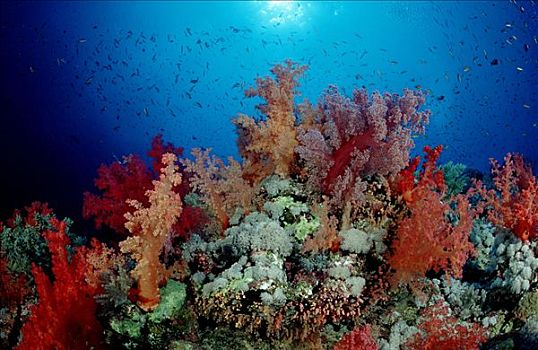 珊瑚礁,彩色,软珊瑚,软珊瑚目