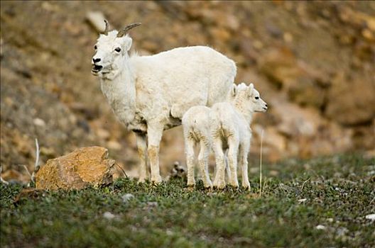 野大白羊,母羊,羊羔,喝,小,溪流,德纳里峰国家公园,阿拉斯加,夏天