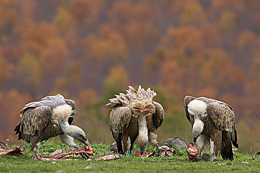 欧亚混血,半狮半鹫的怪兽,秃鹰,三个,成年,畜体,洛多皮山脉,保加利亚,欧洲